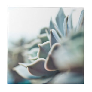 Echeveria succulent ceramic tile