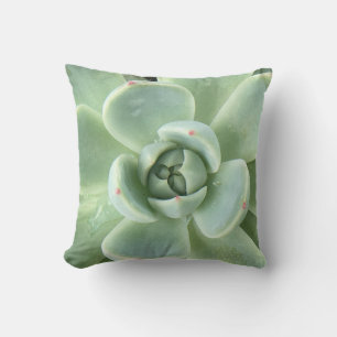 Echeveria Succulent Cushion