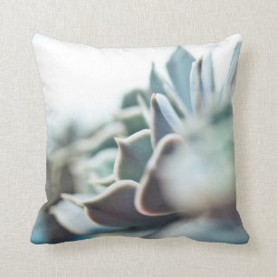 Echeveria succulent cushion