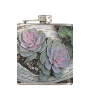 Echeveria Succulent Flask