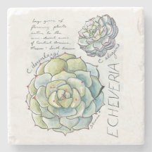 Echeveria Succulent Illustration Stone Coaster