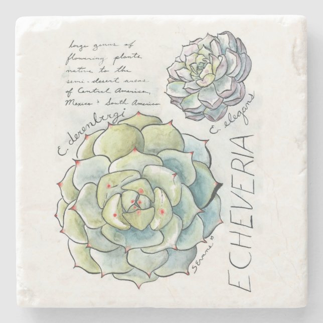 Echeveria Succulent Illustration Stone Coaster (Front)
