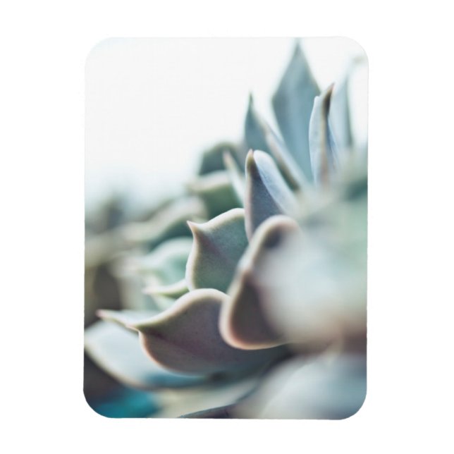 Echeveria succulent magnet (Vertical)