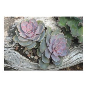 Echeveria Succulent Photo Print