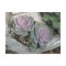 Echeveria Succulent Postcard