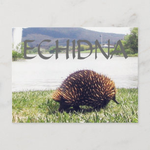 ECHIDNA animal nature customise personalise Postcard