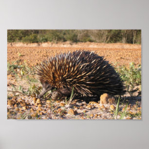 Echidna Finding Food On The Soil Poster