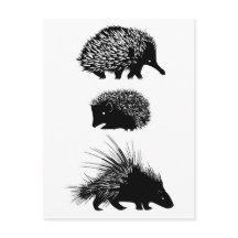 Echidna, hedgehog, porcupine postcards