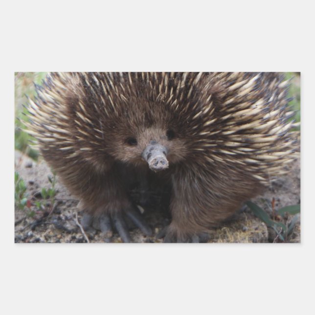 Echidna or Spiny Anteater Australia Rectangular Sticker (Front)