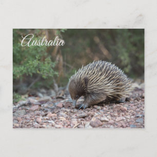 Echidna, Spiny Anteater, Australia Postcard