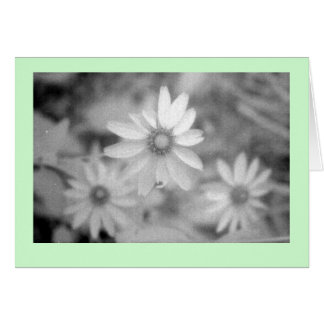 "Echinacea #1"
