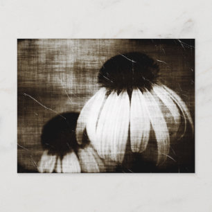 Echinacea Dark Dreams Postcard