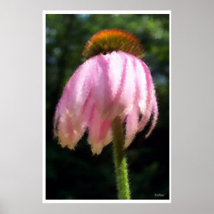 Echinacea Flower in the Breeze Poster