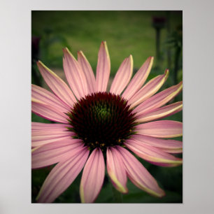 Echinacea Flower Purple Poster
