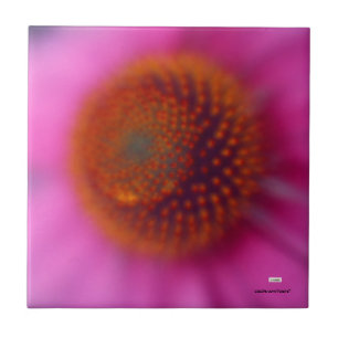 Echinacea flower tile