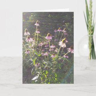 Echinacea Flowers in the Sun Card