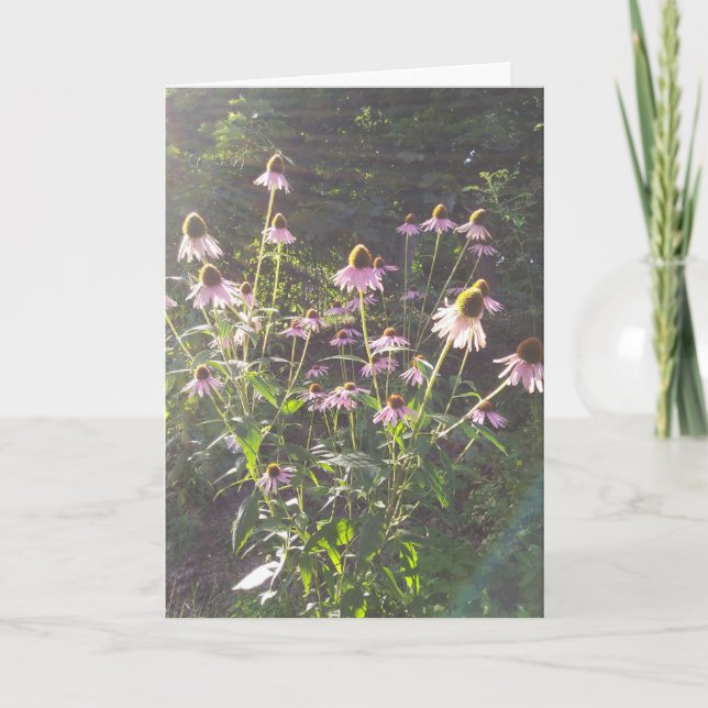 Echinacea Flowers in the Sun Card (Front)