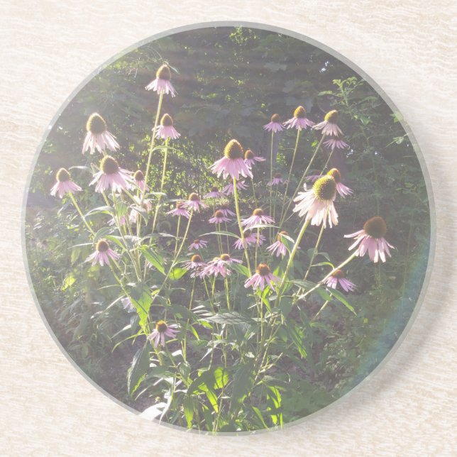Echinacea Flowers in the Sun Coaster (Front)