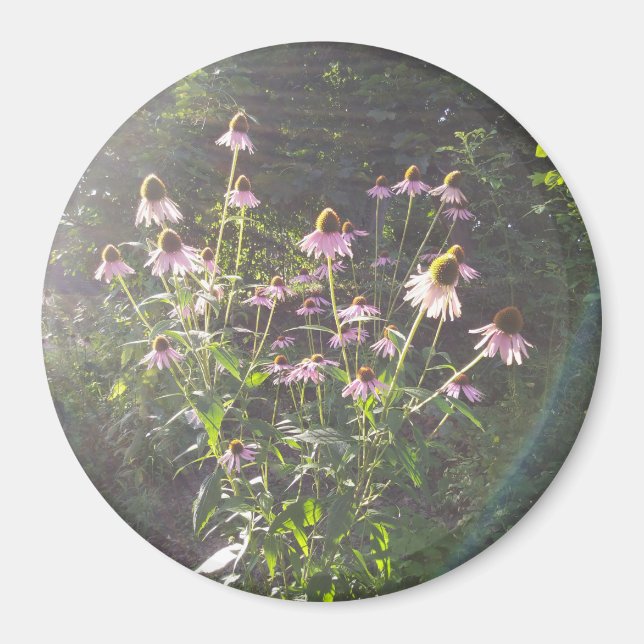 Echinacea Flowers in the Sun Magnet (Front)