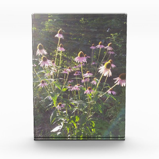 Echinacea Flowers in the Sun Photo Block (Front)