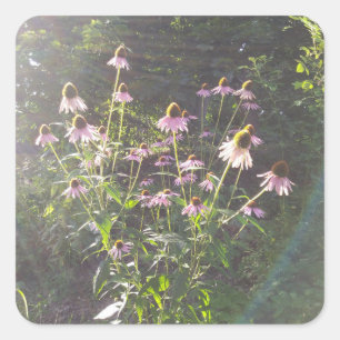 Echinacea Flowers in the Sun Square Sticker
