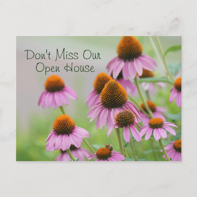 Echinacea Flowers Postcard- for any occasion Postcard (Front)
