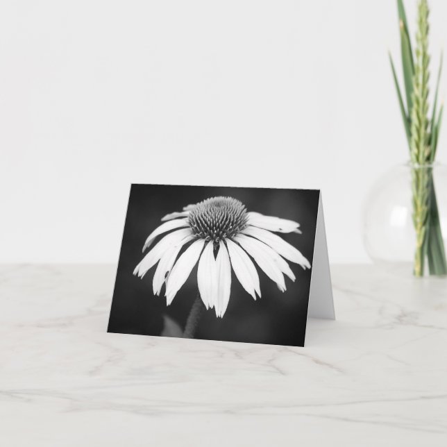 Echinacea in B&W (Blank) Card (Front)