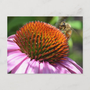 Echinacea Inspiration Postcard
