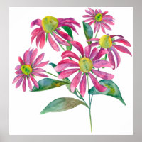 Echinacea