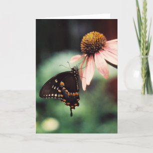 Echinacea Sipper Greeting Card