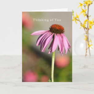 Echinacea Thinking of You (photography by me) Card