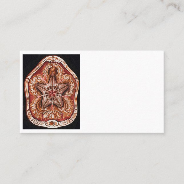 Echinidea (Echinoidea Star Appointment Card (Front)