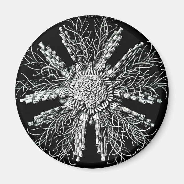 Echinidea Magnet (Front)