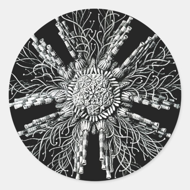 Echinidea Sticker (Front)