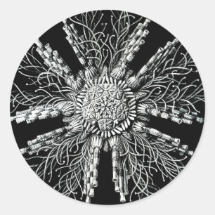 Echinidea Sticker