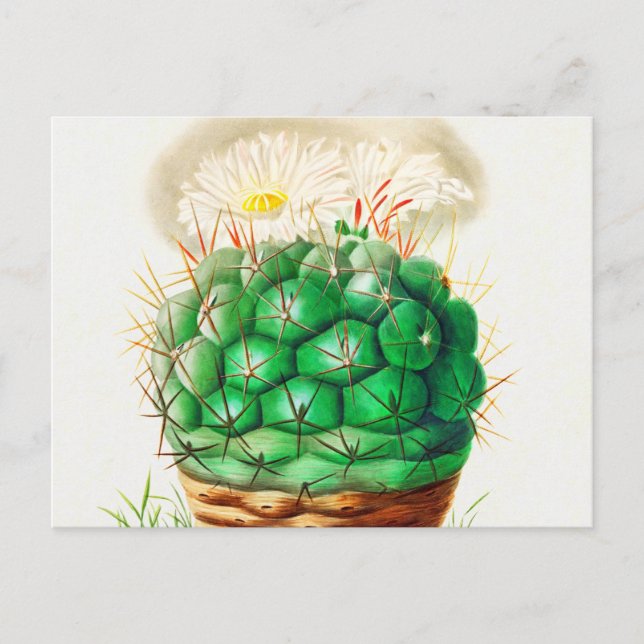 Echinocactus Cactus vintage illustrated Postcard (Front)