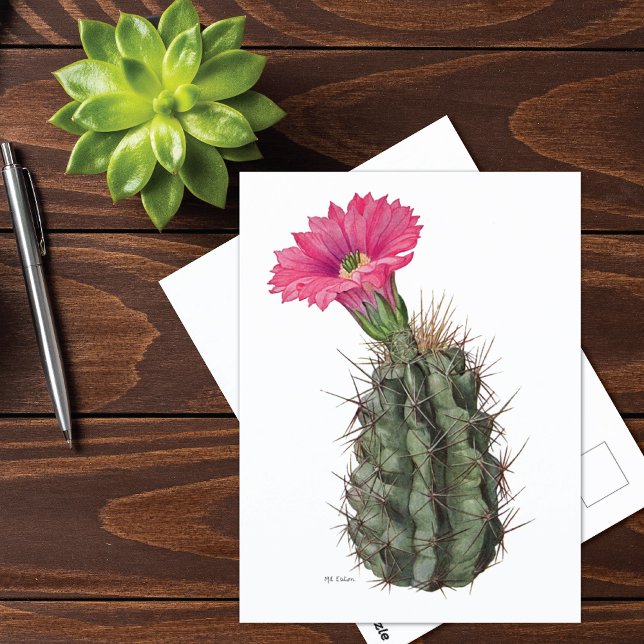 Echinocereus Cactus Mary Emily Eaton Postcard (Creator Uploaded)
