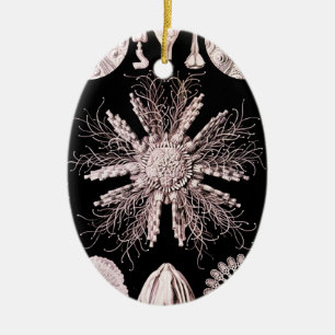 Echinoidea - Sea Urchins Ceramic Ornament