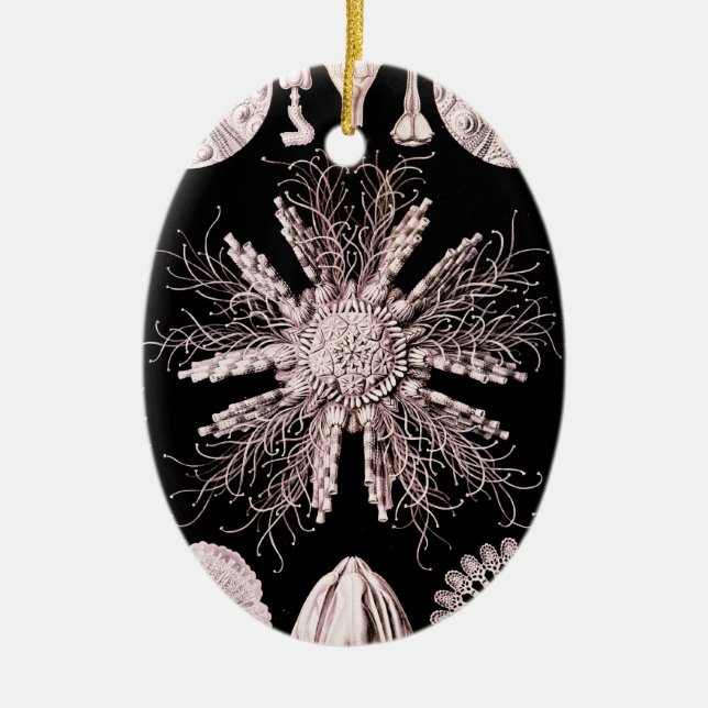 Echinoidea - Sea Urchins Ceramic Ornament (Front)