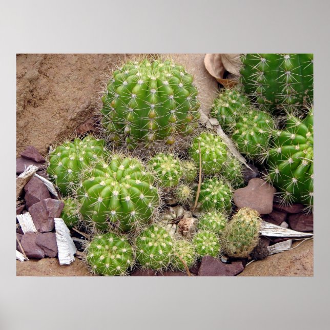 Echinopsis Bruchii Poster (Front)