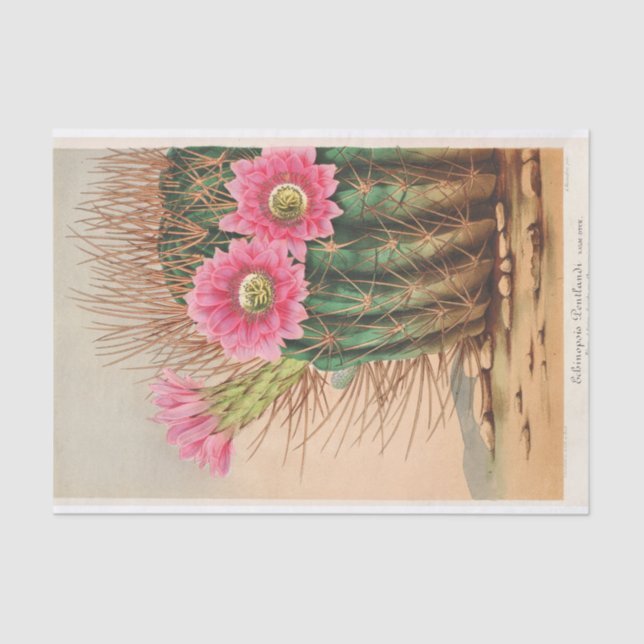 Echinopsis Pentlandi by Charles Antoine Lemaire Tissue Paper (Front)