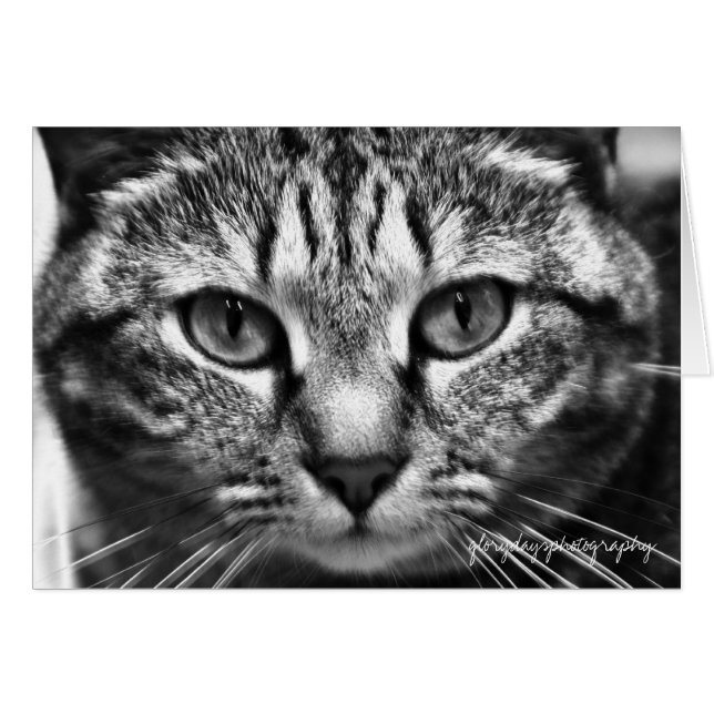 Echo (Front Horizontal)