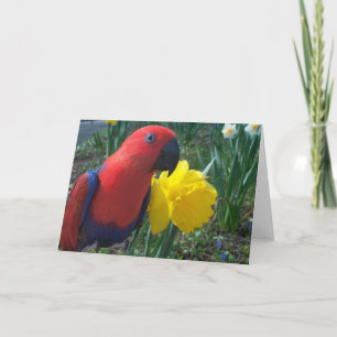 Eclectus Daffodil — Large Card