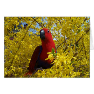Eclectus in Yellow -- Large