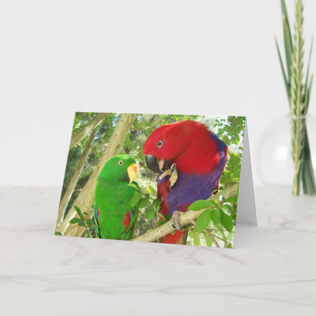 Eclectus Pair Card (Front)