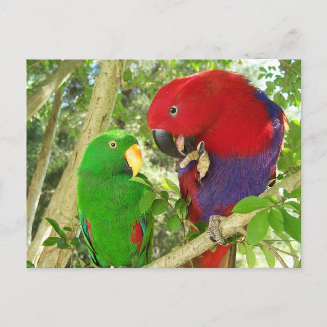 Eclectus Pair Postcard (Front)