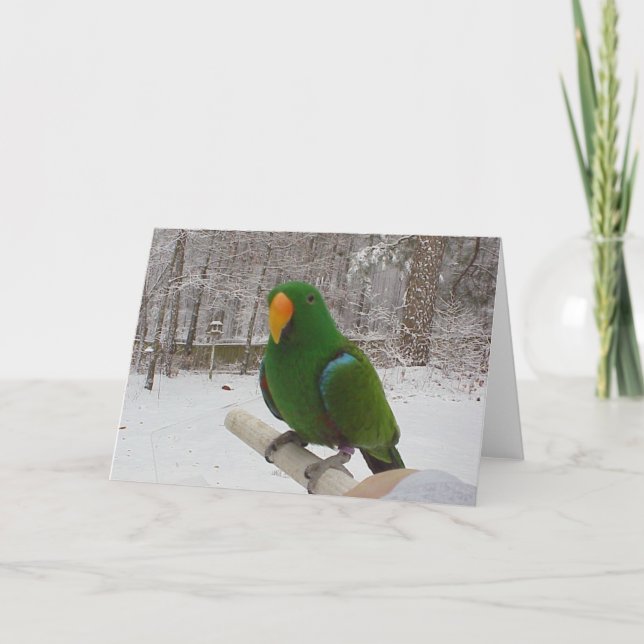 Eclectus Parrot Holiday Card (Front)