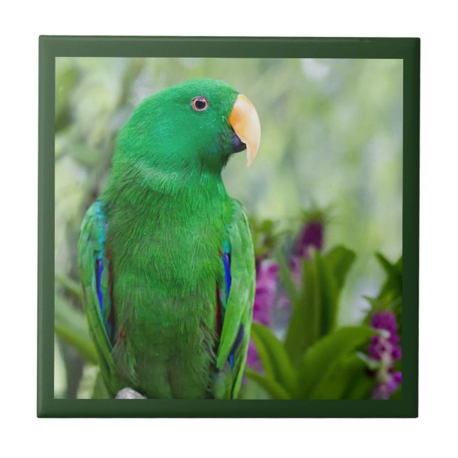 Eclectus Parrot Male Ceramic Tile (Front)