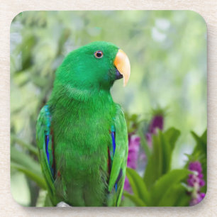 Eclectus Parrot Male Coaster