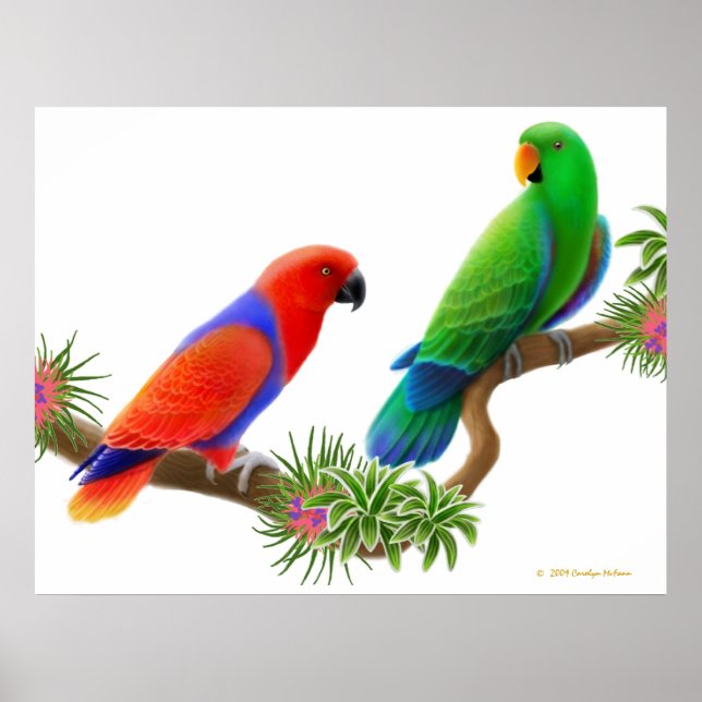 Eclectus Parrots & Bromeliads Print (Front)